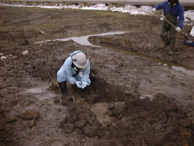 Soil Sampling Muddy