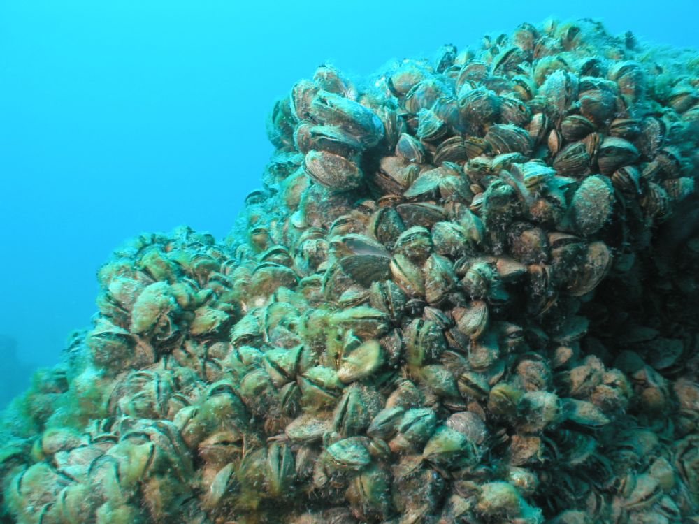 an overview of the zebra mussel organism in water Zebra mussels fouling this is possibly due to lower feeding by the mussels on suspended bacteria limiting their application to warm water periods mussels. an overview of the zebra mussel organism in water Zebra mussels fouling this is possibly due to lower feeding by the mussels on suspended bacteria limiting their application to warm water periods mussels.